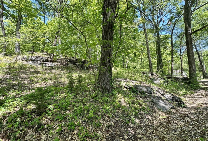 View of local wilderness