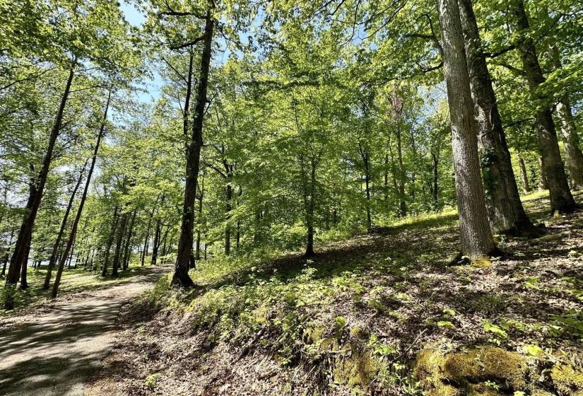 View of local wilderness
