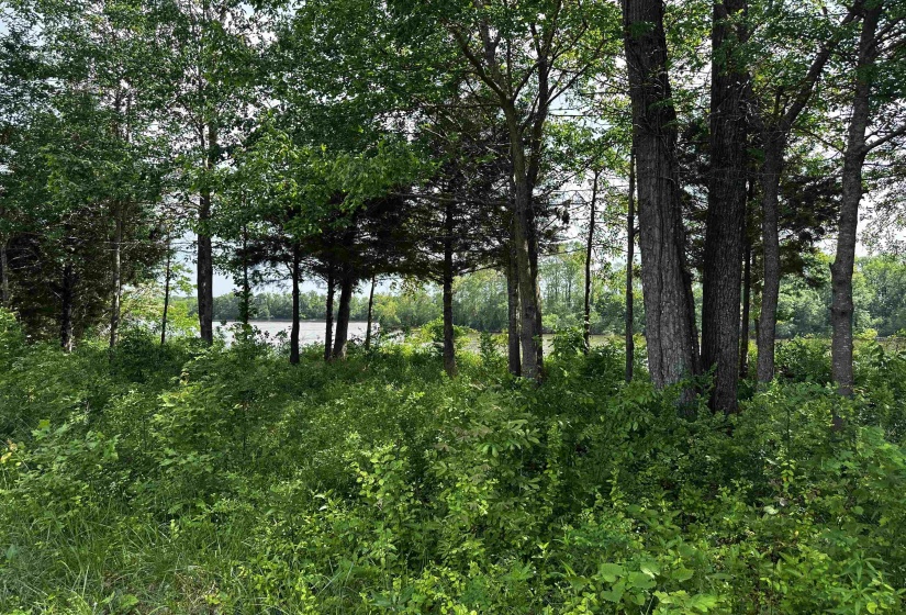 View of local wilderness View of local wilderness