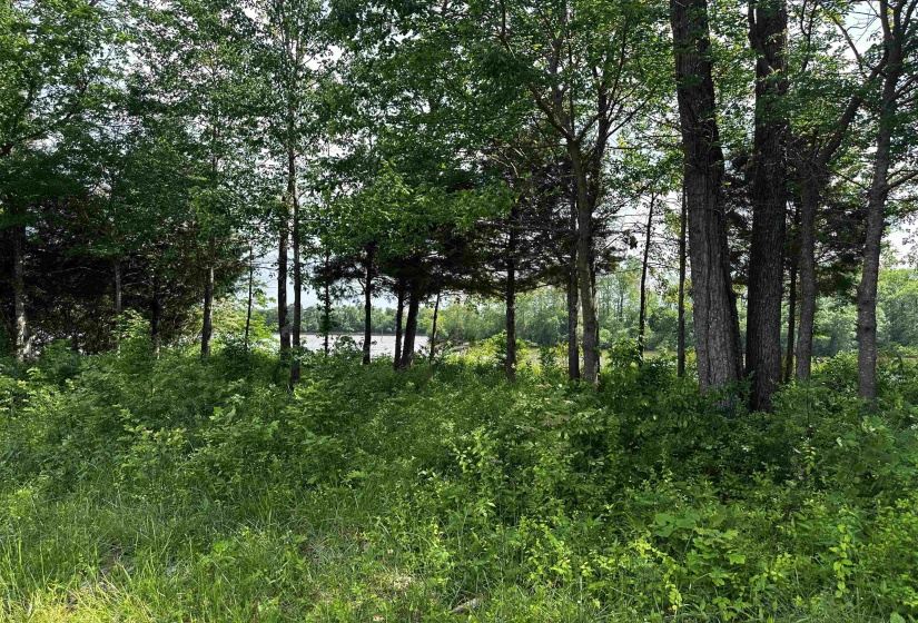 View of local wilderness View of local wilderness