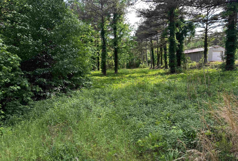 View of local wilderness