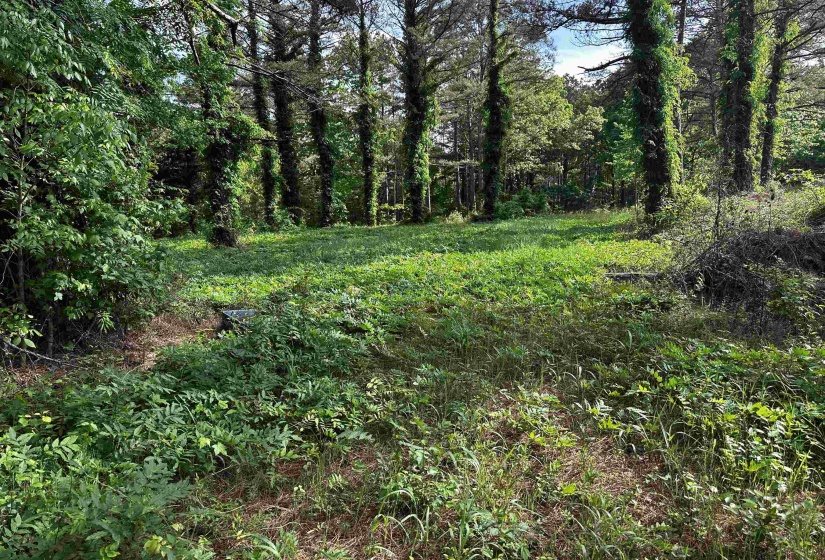 View of nature with a forest view
