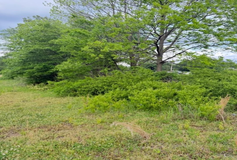 View of local wilderness with a view of trees