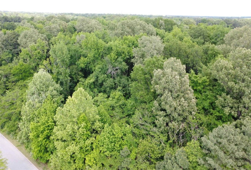 Bird's eye view with a forest view