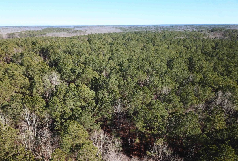 Aerial view of property's location with a forest