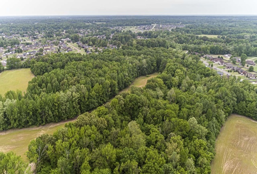 Aerial view of a forest