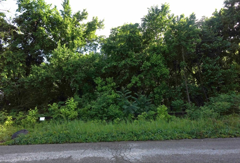 View of local wilderness