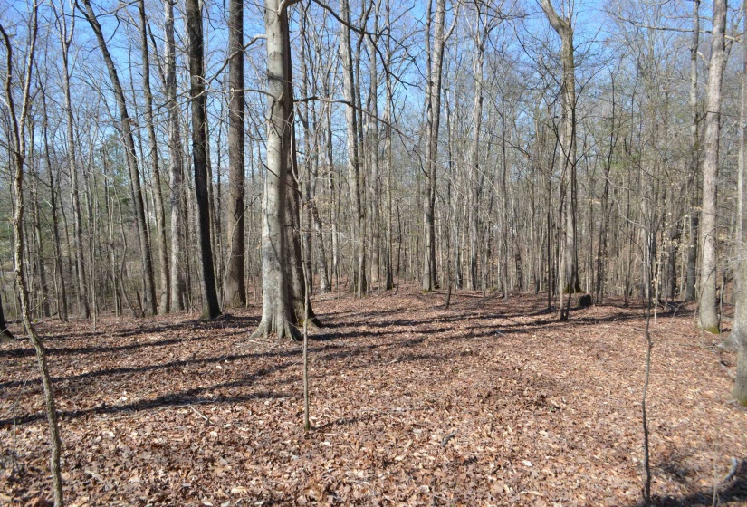 0 412 HWY, Lexington, Tennessee 38351, ,Land,For Sale,412,10197048