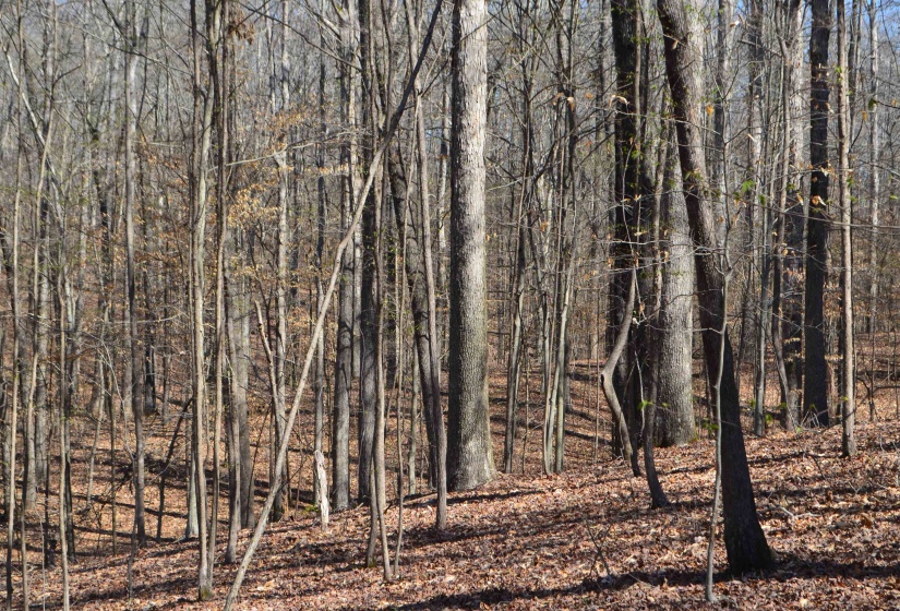 0 412 HWY, Lexington, Tennessee 38351, ,Land,For Sale,412,10197048