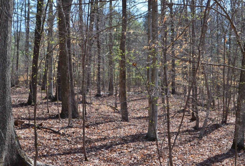 0 412 HWY, Lexington, Tennessee 38351, ,Land,For Sale,412,10197048