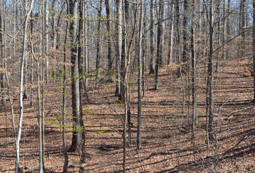 0 412 HWY, Lexington, Tennessee 38351, ,Land,For Sale,412,10197048