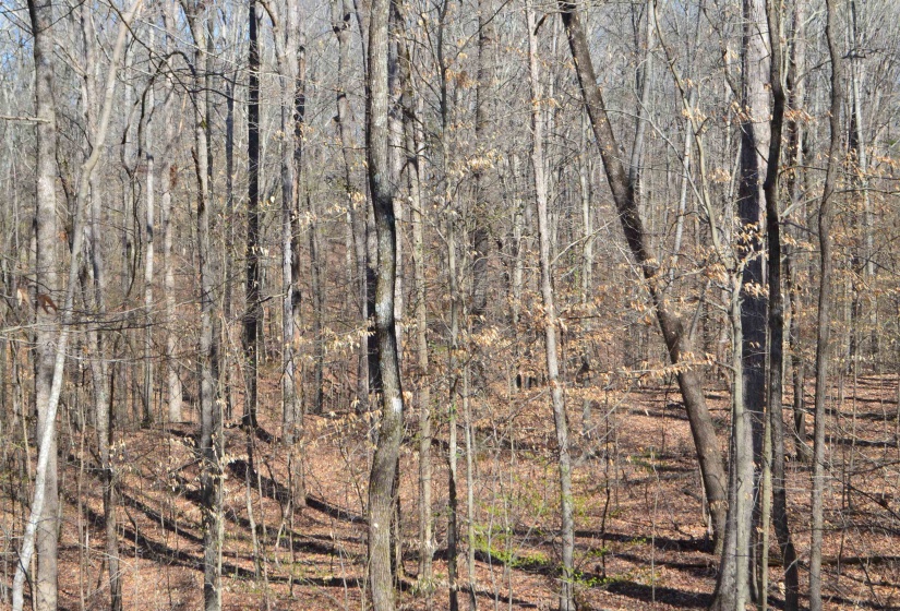 0 412 HWY, Lexington, Tennessee 38351, ,Land,For Sale,412,10197048