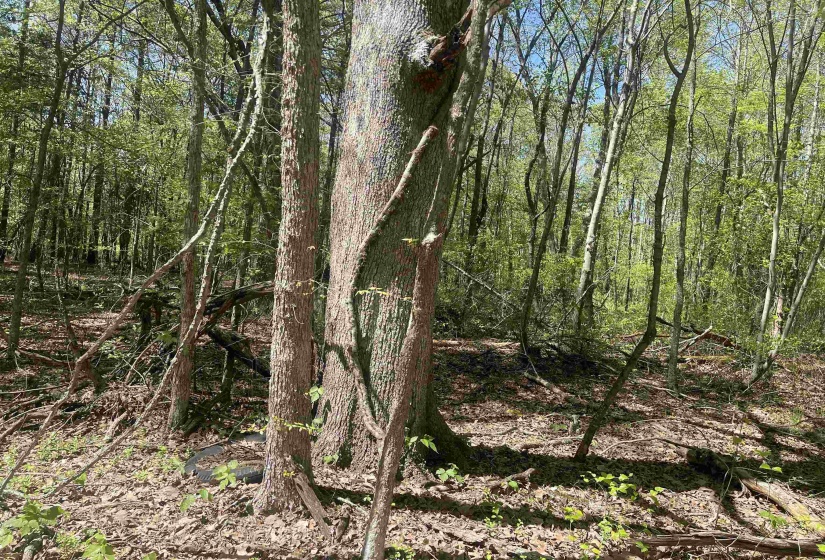 1 WOODS RD, Adamsville, Tennessee 38310, ,Land,For Sale,WOODS,10197691