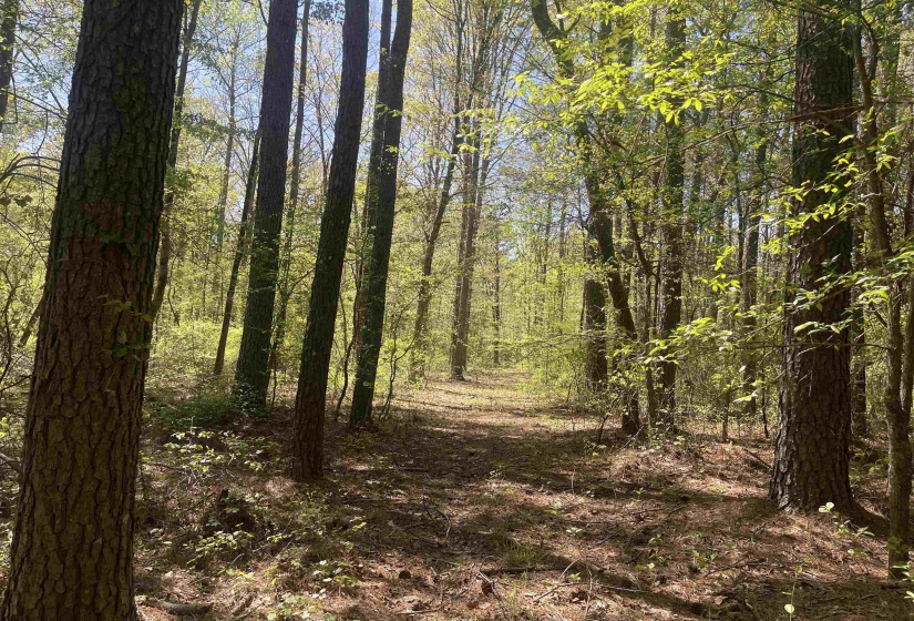 1 WOODS RD, Adamsville, Tennessee 38310, ,Land,For Sale,WOODS,10197691