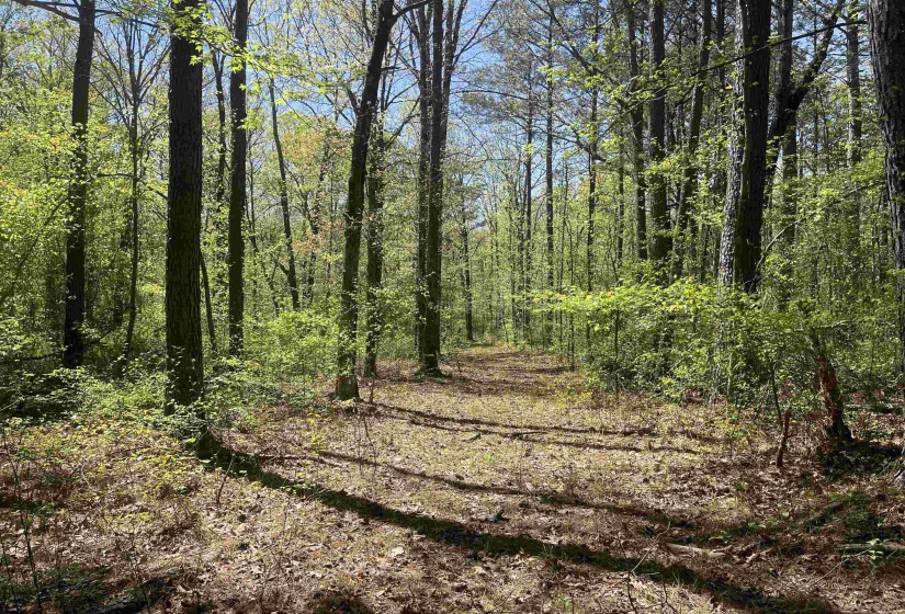 1 WOODS RD, Adamsville, Tennessee 38310, ,Land,For Sale,WOODS,10197691