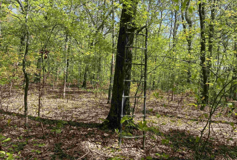 1 WOODS RD, Adamsville, Tennessee 38310, ,Land,For Sale,WOODS,10197691