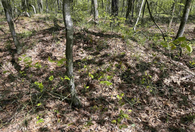 1 WOODS RD, Adamsville, Tennessee 38310, ,Land,For Sale,WOODS,10197691