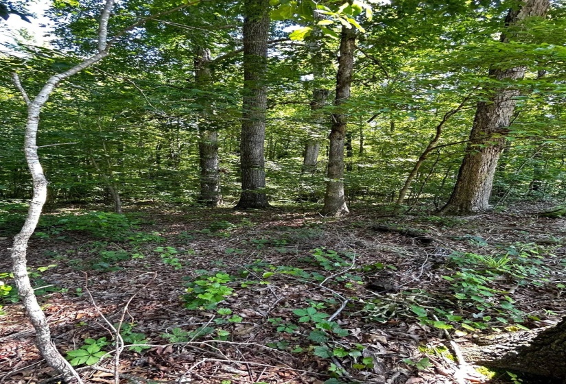 1020 HOPEWELL DR, Unicorp/Saulsbury, Tennessee 38067, ,Land,For Sale,HOPEWELL,10198163