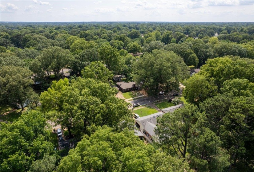 Aerial view of a forest