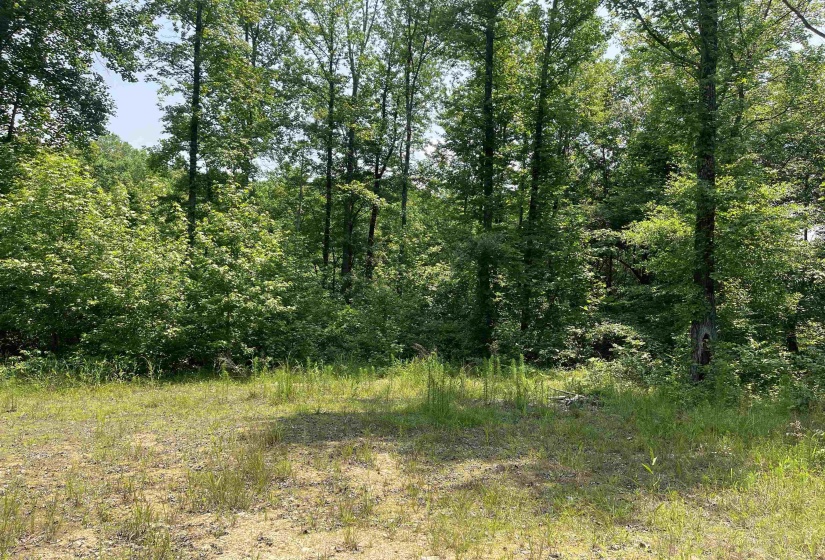 2460 421 HWY, Sardis, Tennessee 38371, ,Land,For Sale,421,10198274