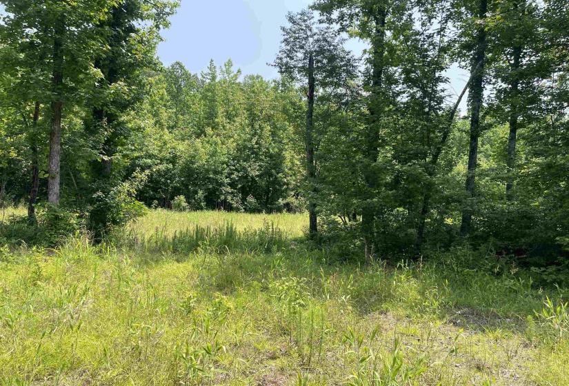 2460 421 HWY, Sardis, Tennessee 38371, ,Land,For Sale,421,10198274