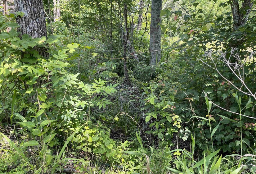 2460 421 HWY, Sardis, Tennessee 38371, ,Land,For Sale,421,10198274