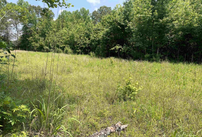 2460 421 HWY, Sardis, Tennessee 38371, ,Land,For Sale,421,10198274