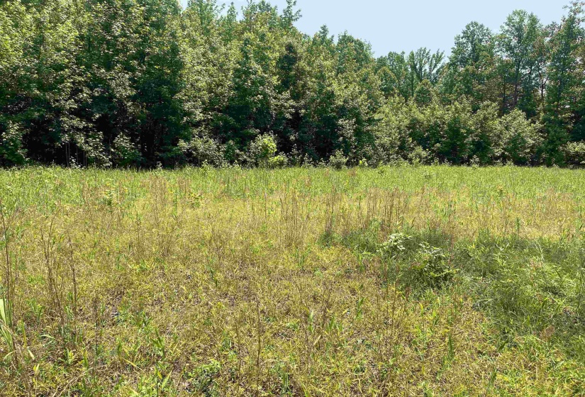 2460 421 HWY, Sardis, Tennessee 38371, ,Land,For Sale,421,10198274