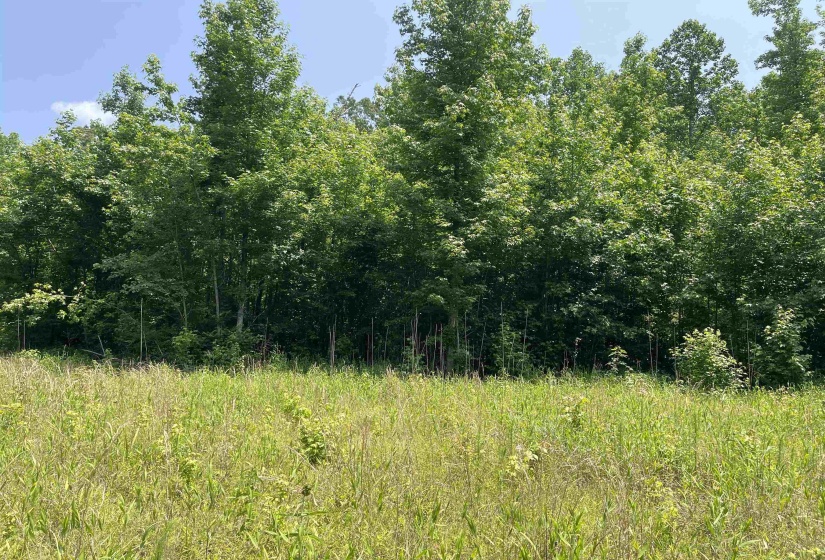 2460 421 HWY, Sardis, Tennessee 38371, ,Land,For Sale,421,10198274