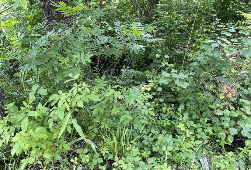 2460 421 HWY, Sardis, Tennessee 38371, ,Land,For Sale,421,10198274