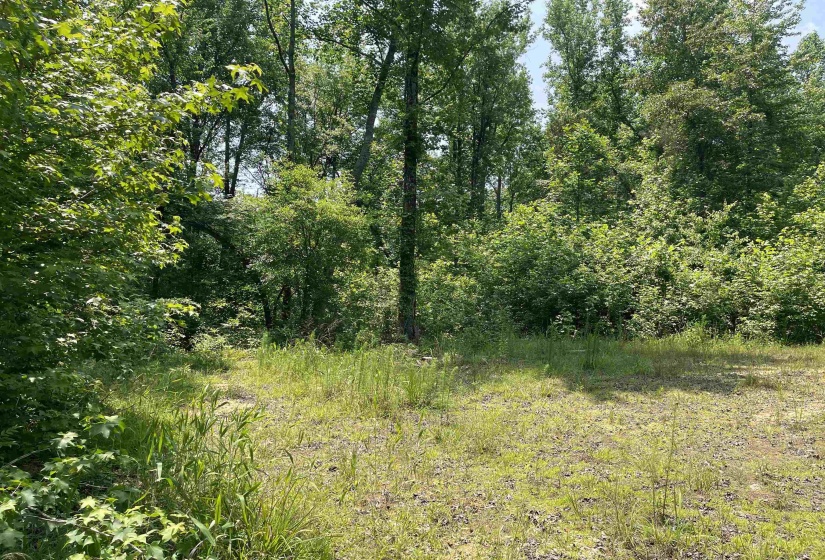2460 421 HWY, Sardis, Tennessee 38371, ,Land,For Sale,421,10198274