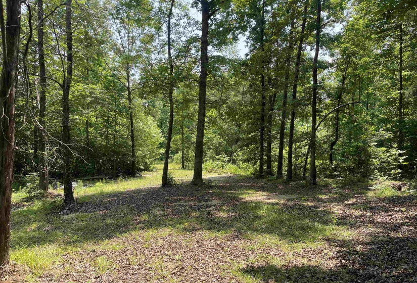 2460 421 HWY, Sardis, Tennessee 38371, ,Land,For Sale,421,10198274
