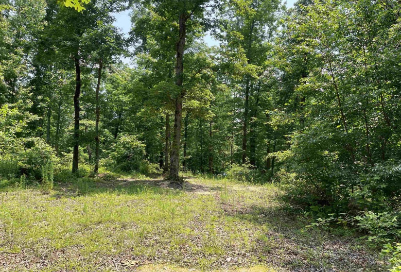 2460 421 HWY, Sardis, Tennessee 38371, ,Land,For Sale,421,10198274