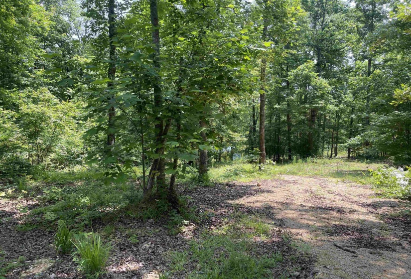 2460 421 HWY, Sardis, Tennessee 38371, ,Land,For Sale,421,10198274