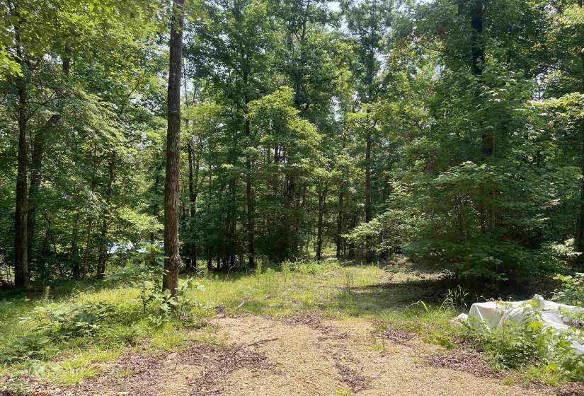 2460 421 HWY, Sardis, Tennessee 38371, ,Land,For Sale,421,10198274