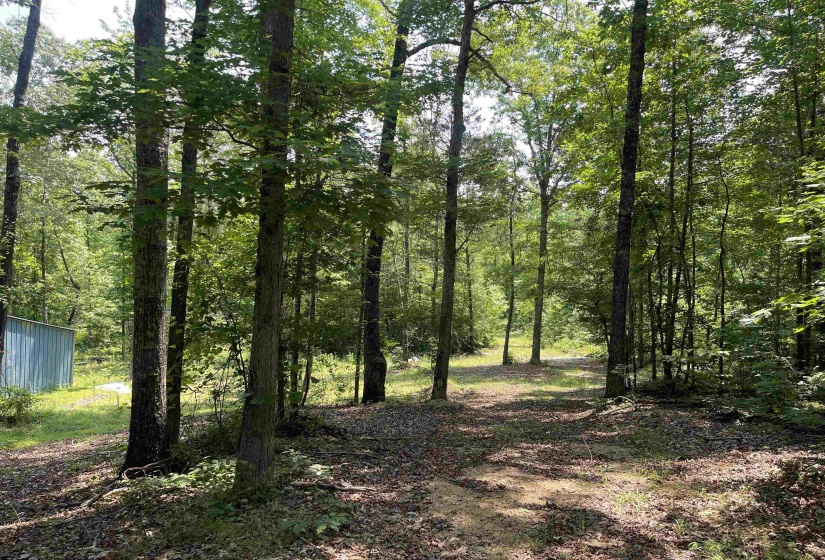 2460 421 HWY, Sardis, Tennessee 38371, ,Land,For Sale,421,10198274