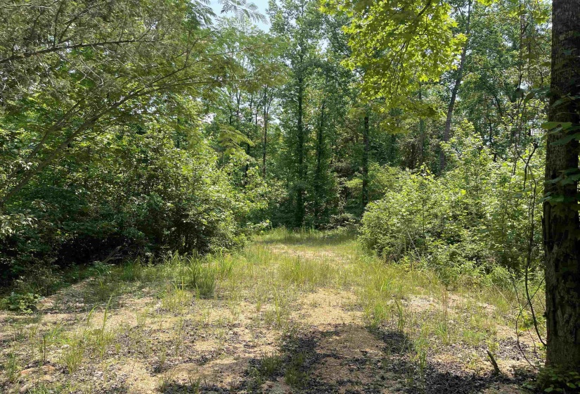 2460 421 HWY, Sardis, Tennessee 38371, ,Land,For Sale,421,10198274