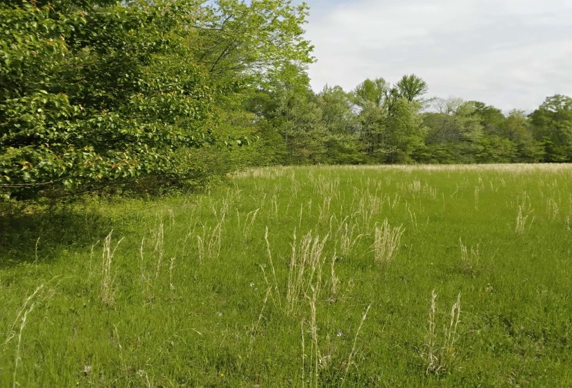 View of undeveloped land