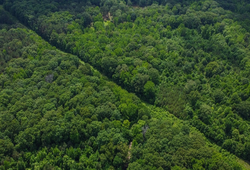 Bird's eye view of a forest