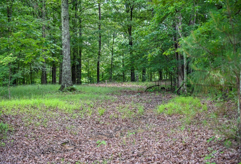View of tree filled area