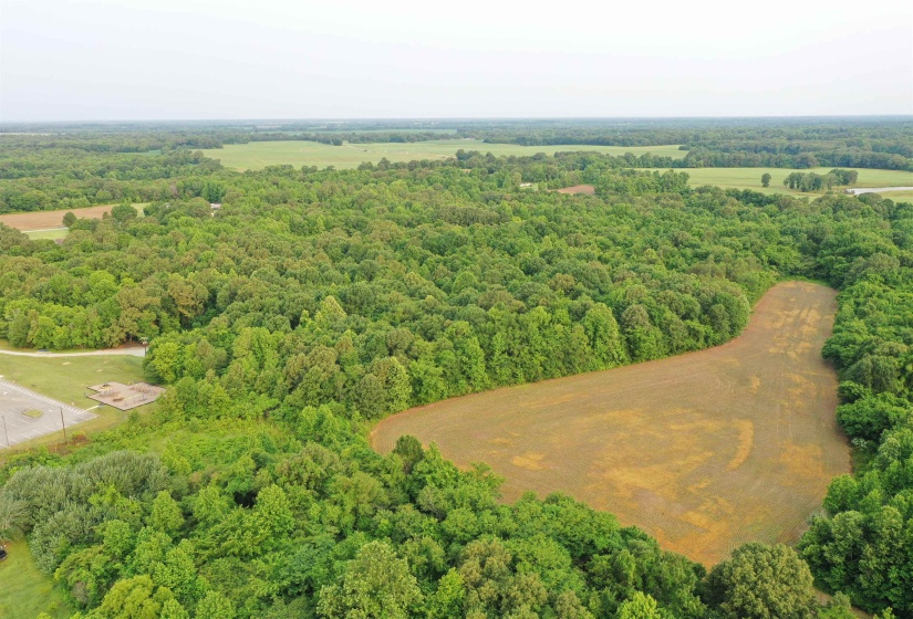 Drone / aerial view of a forest