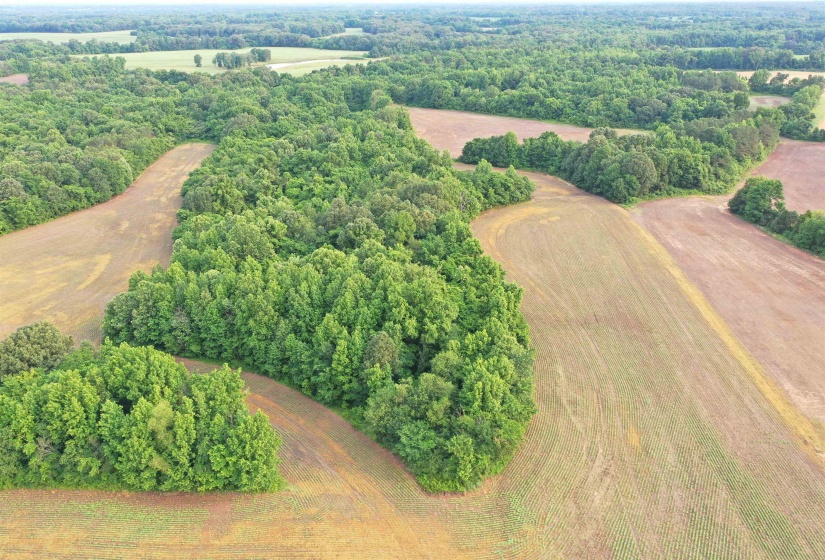 Drone / aerial view of a forest
