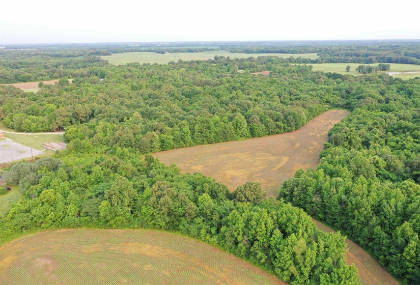 Aerial view of a forest