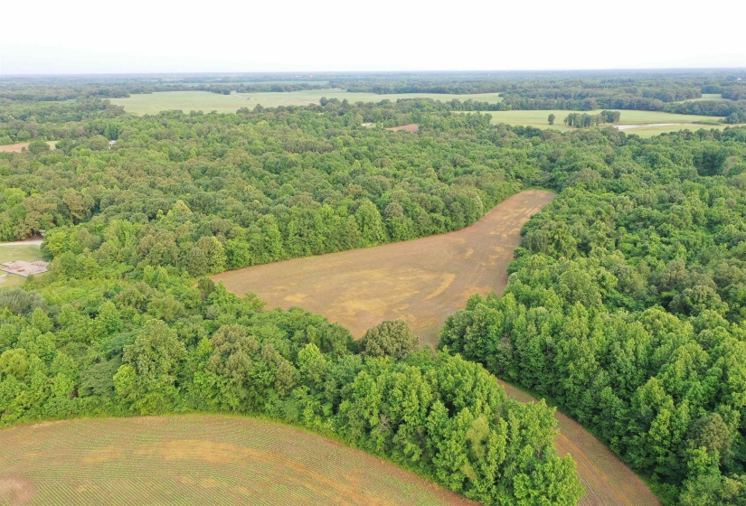 Bird's eye view of a forest
