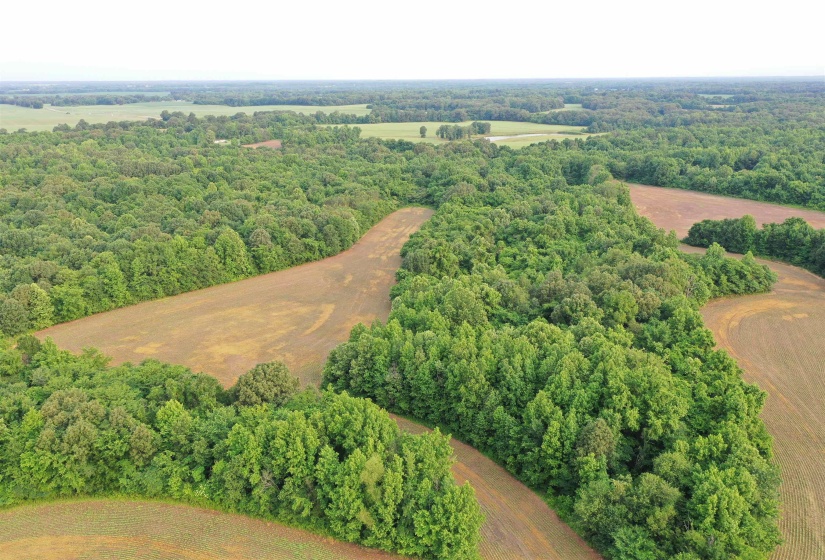 Bird's eye view of a heavily wooded area