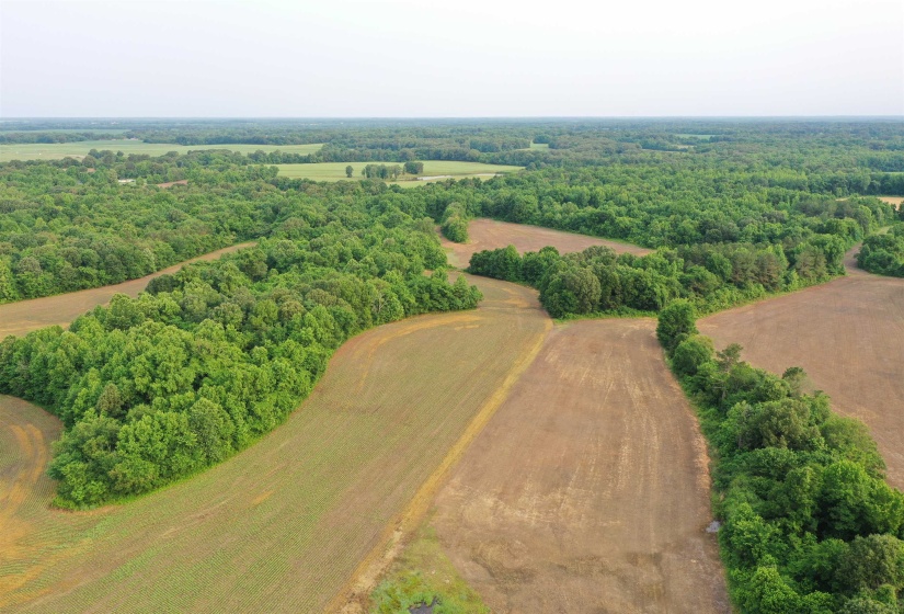 Drone / aerial view of a forest