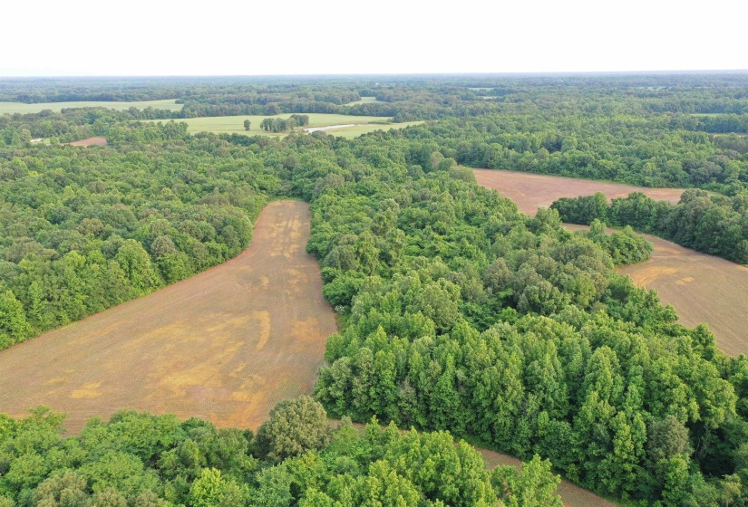 Drone / aerial view of a forest