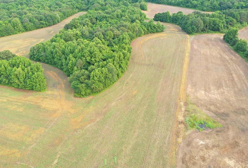Drone / aerial view of a heavily wooded area