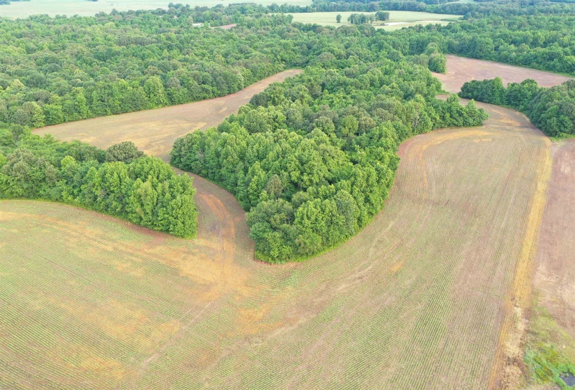Drone / aerial view of a forest