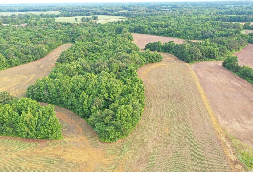 Aerial view of a heavily wooded area